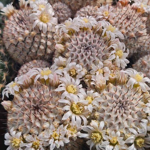 Mammillaria perezdelarosae var.andersoniana